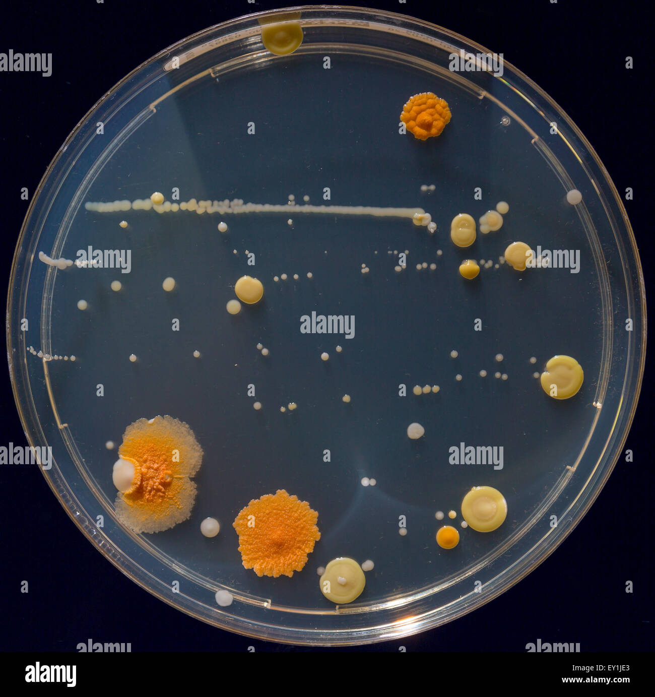 Capsule di Petri con colonie di organismi patogeni Foto Stock