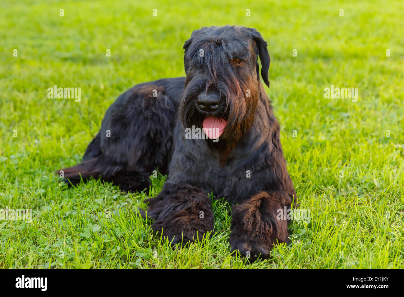 Cane domestico nero Schnauzer gigante di razza Foto Stock