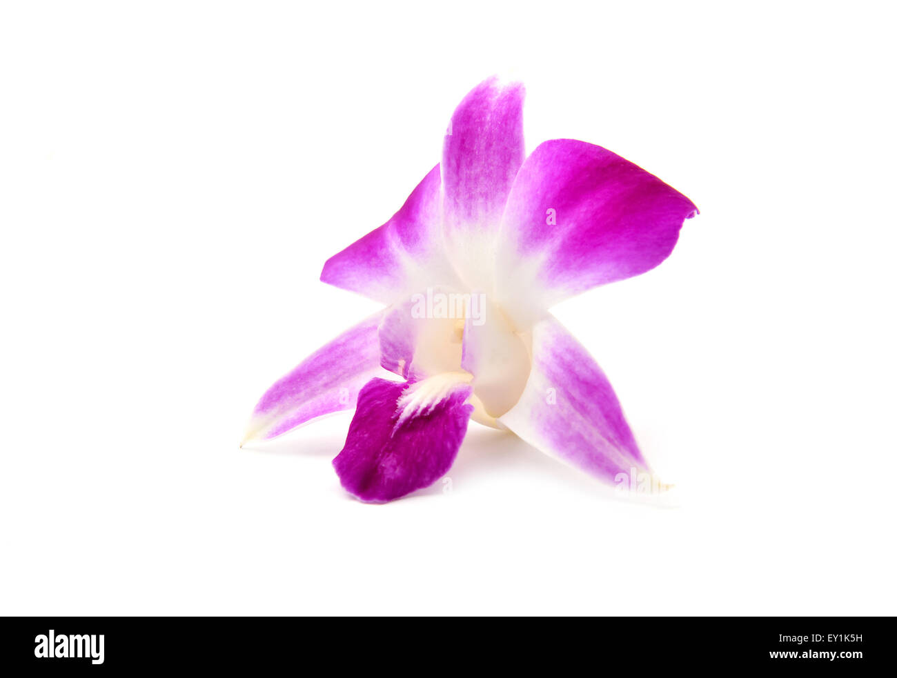 Splendida fioritura orchid isolati su sfondo bianco Foto Stock