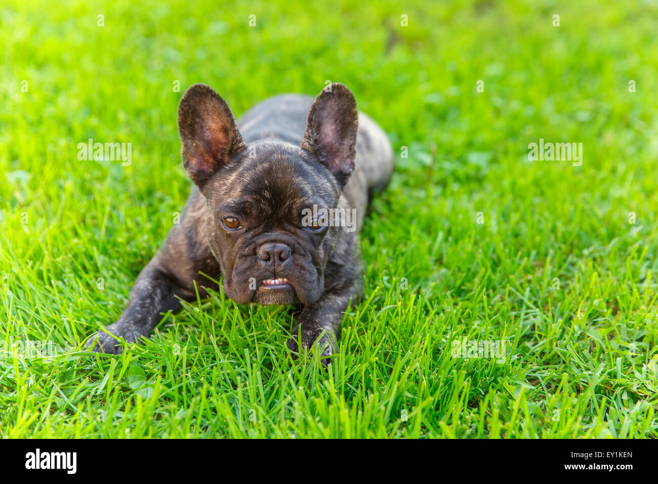 Simpatico cane domestico tigrato bulldog francese razza Foto Stock