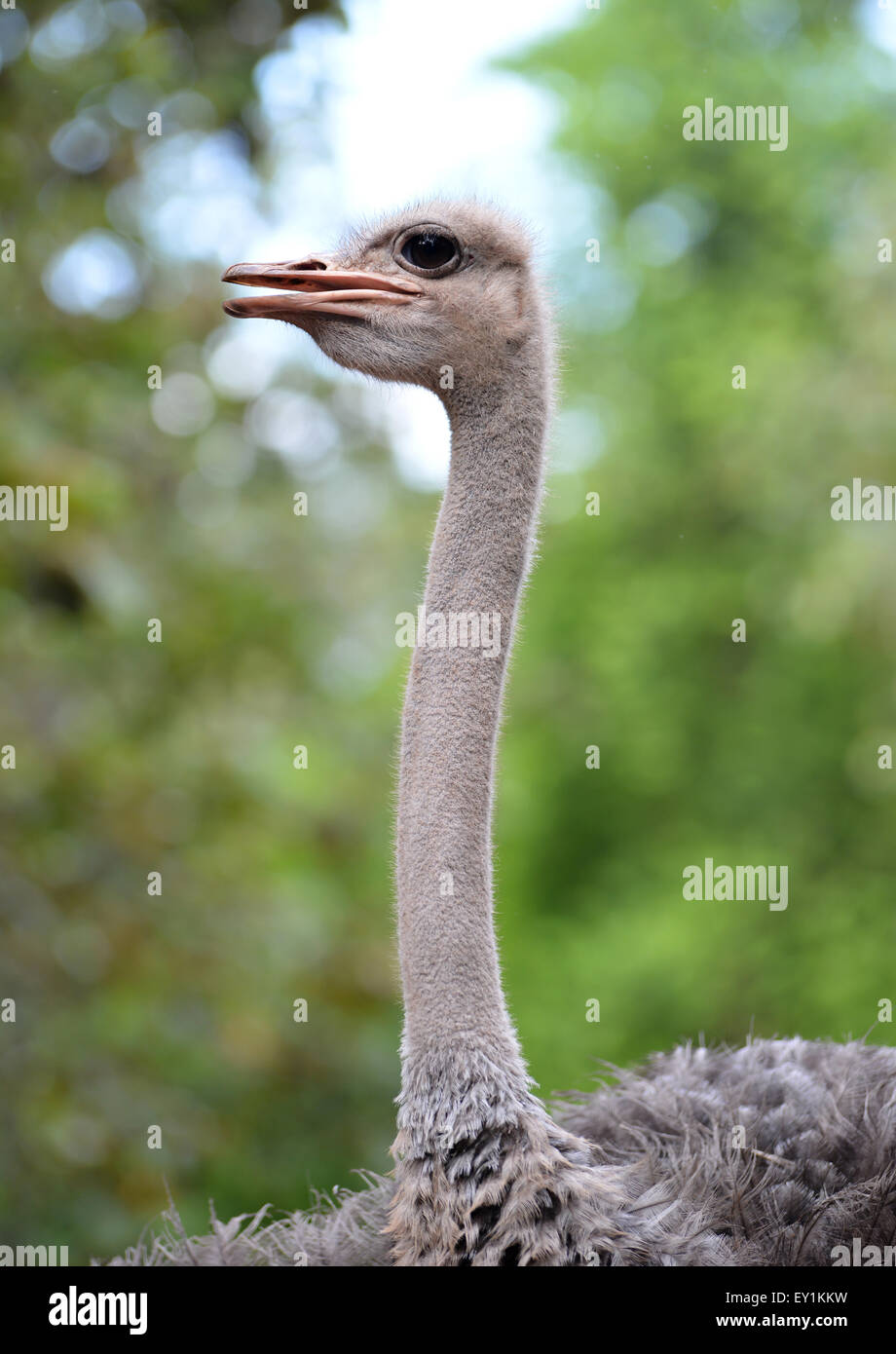 In prossimità della testa di struzzo Foto Stock