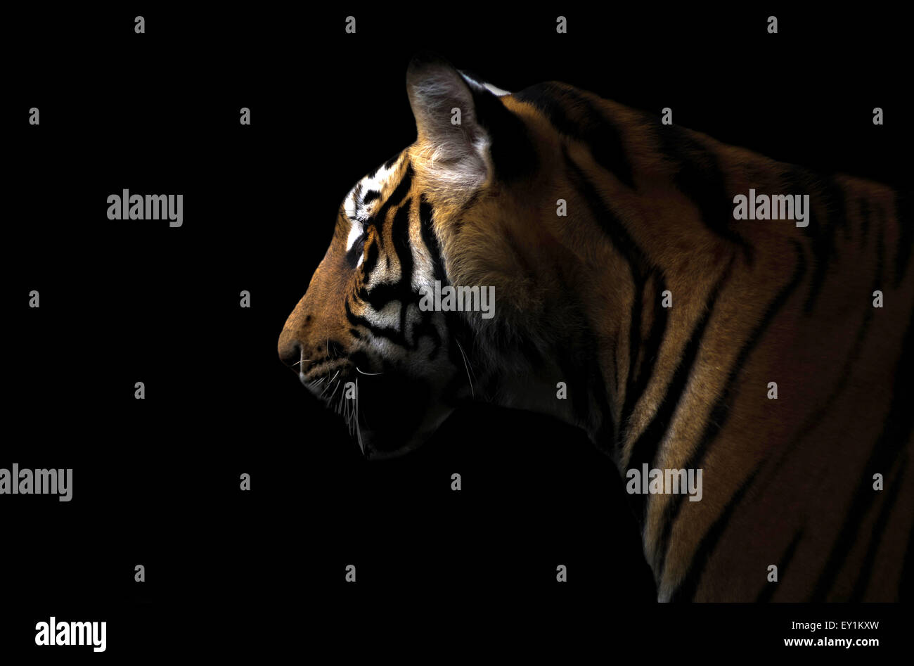 Tigre del Bengala NELLA NOTTE BUIA Foto Stock