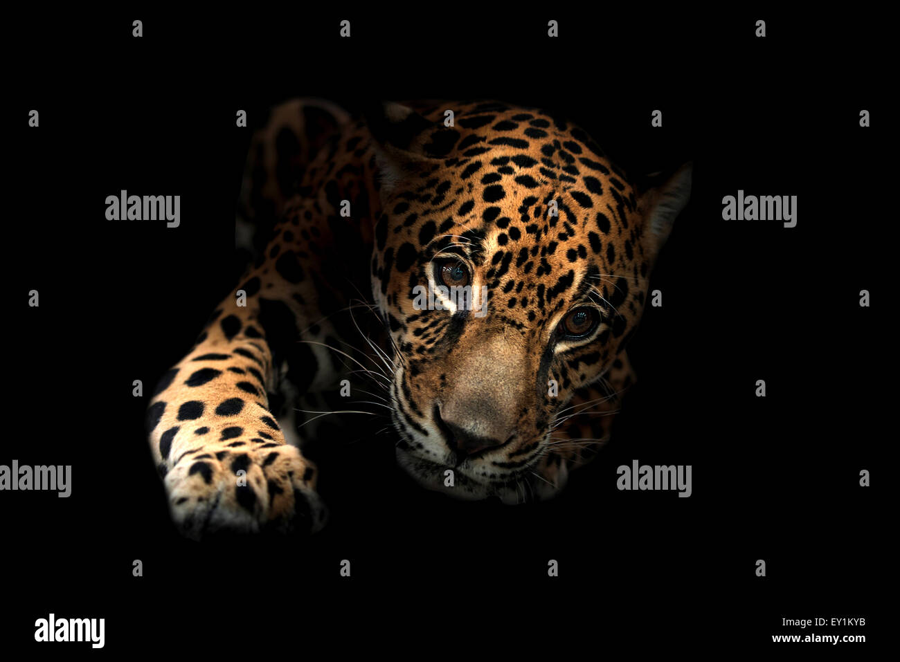 Jaguar ( Panthera onca ) NELLA NOTTE BUIA Foto Stock