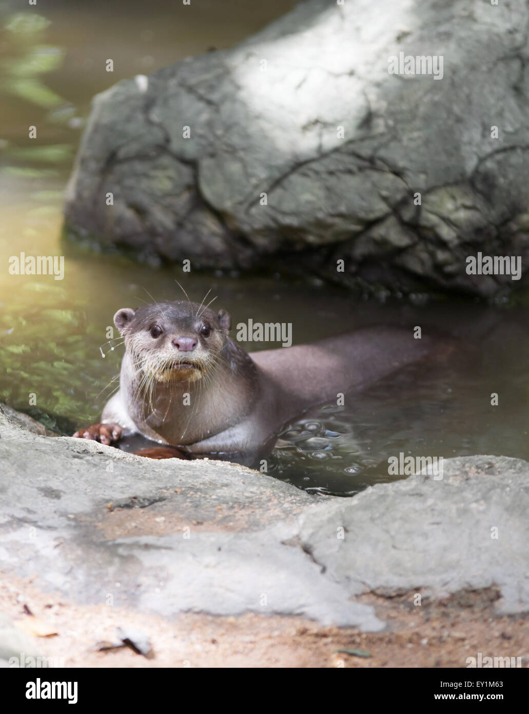 Rivestimento liscio otter ( Lutrogale perspicillata ) Foto Stock