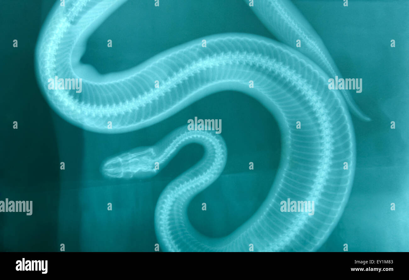 X ray foto di animale selvatico scheletro Foto Stock