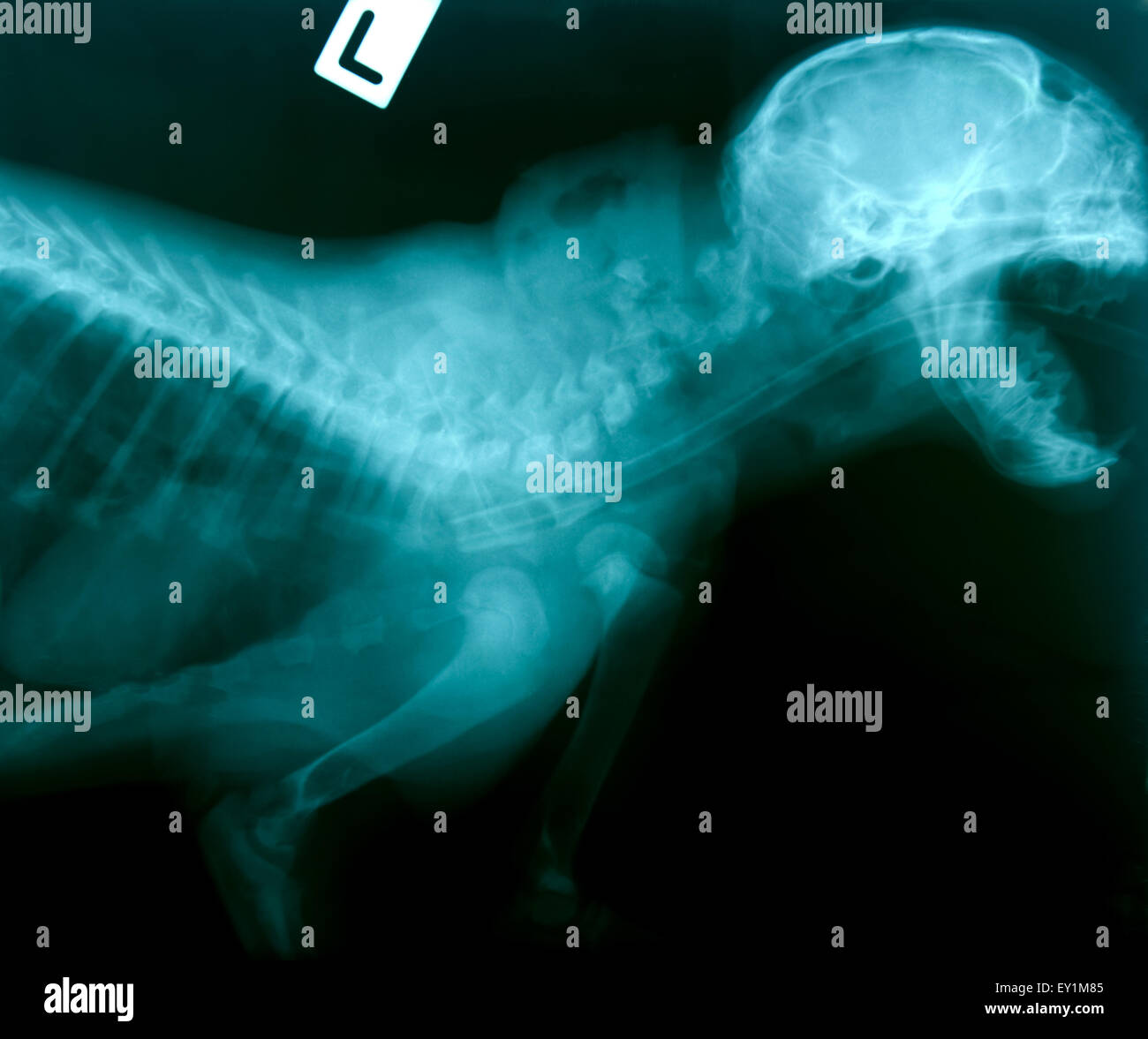 X ray foto di animale selvatico scheletro Foto Stock