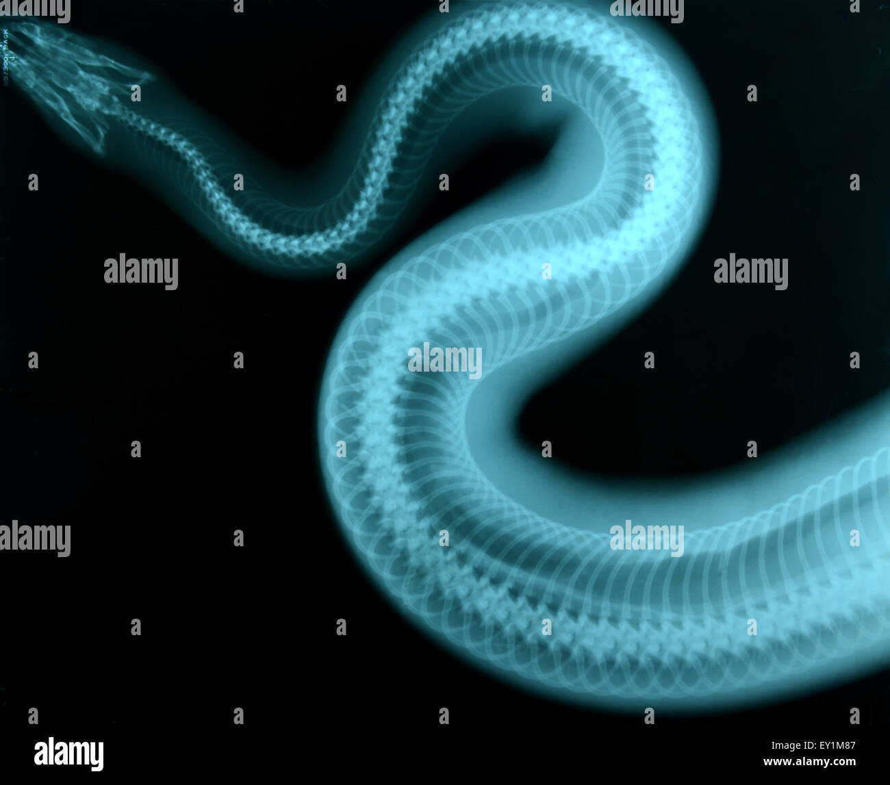 X ray foto di animale selvatico scheletro Foto Stock