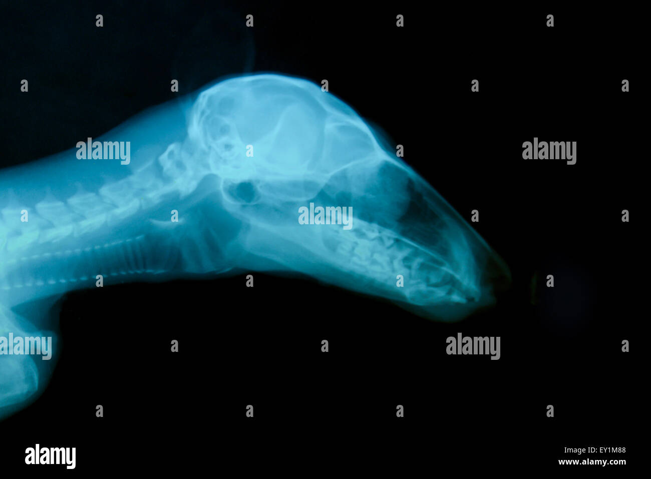 X ray foto di animale selvatico scheletro Foto Stock