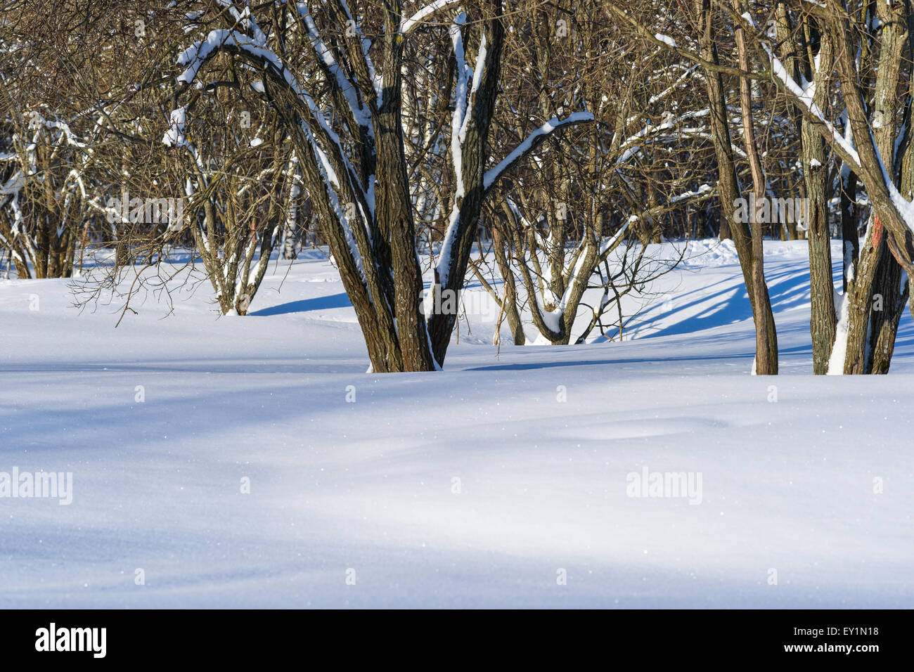 Neve e neve coperti gli alberi della foresta nella soleggiata giornata invernale Foto Stock