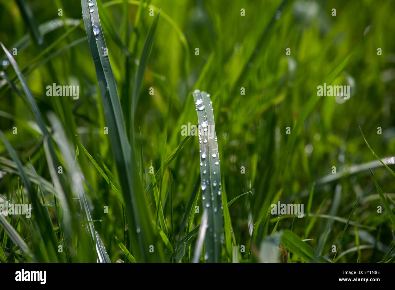 Goccia di acqua su erba verde dettaglio Foto Stock