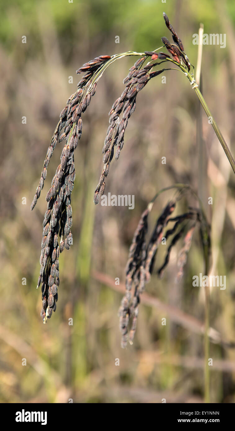 Campo di riso nel nord della Thailandia Foto Stock