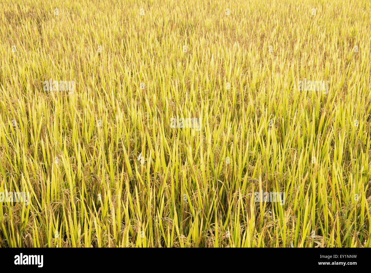 Campo di riso nel nord della Thailandia Foto Stock