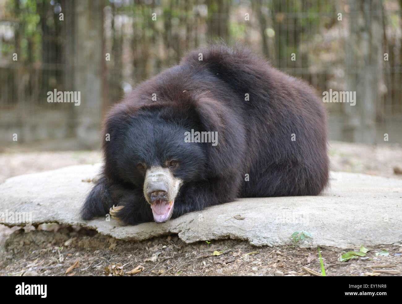 Bradipo orso o Melursus ursinus in zoo Foto Stock