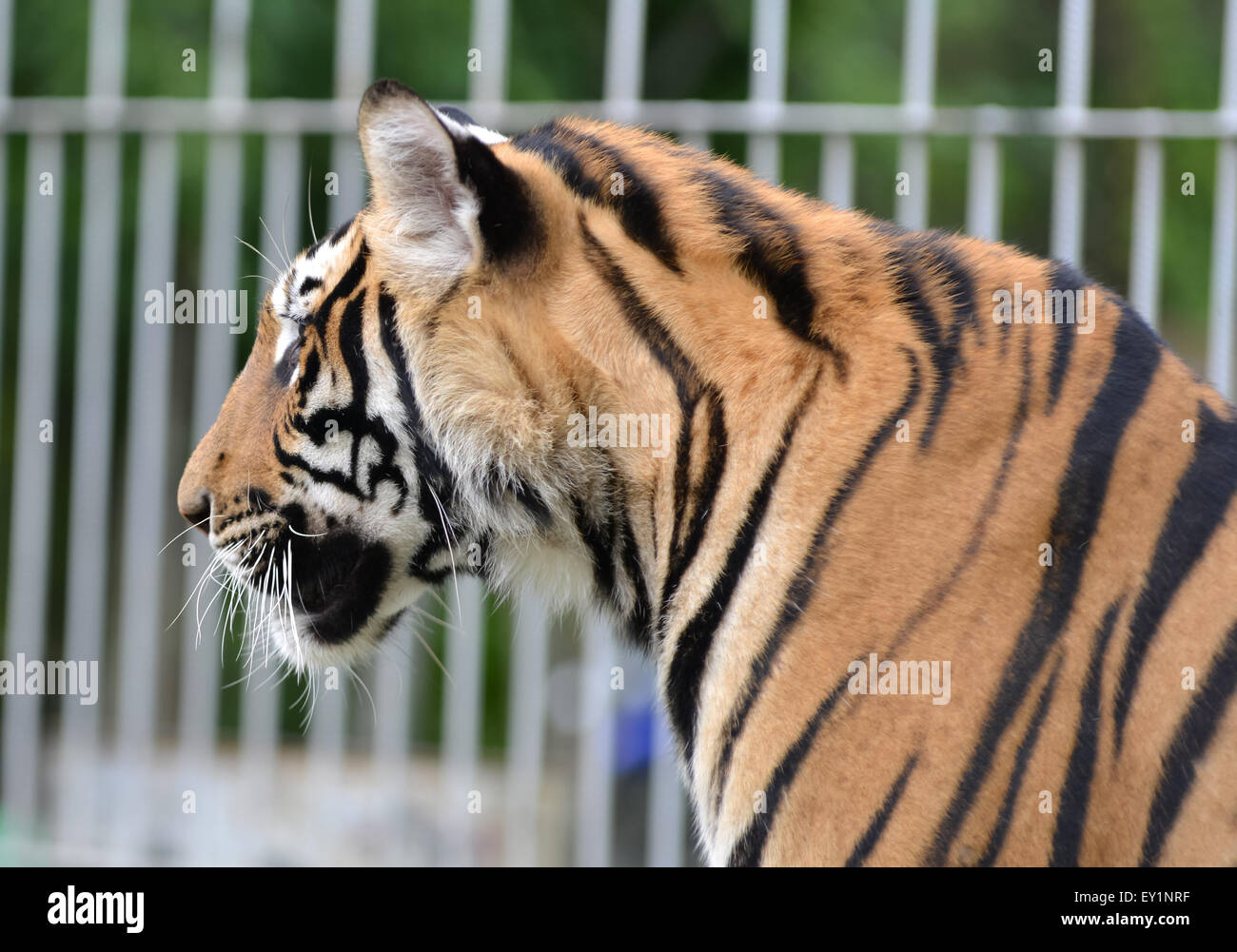La tigre bianca e la gabbia in background Foto Stock