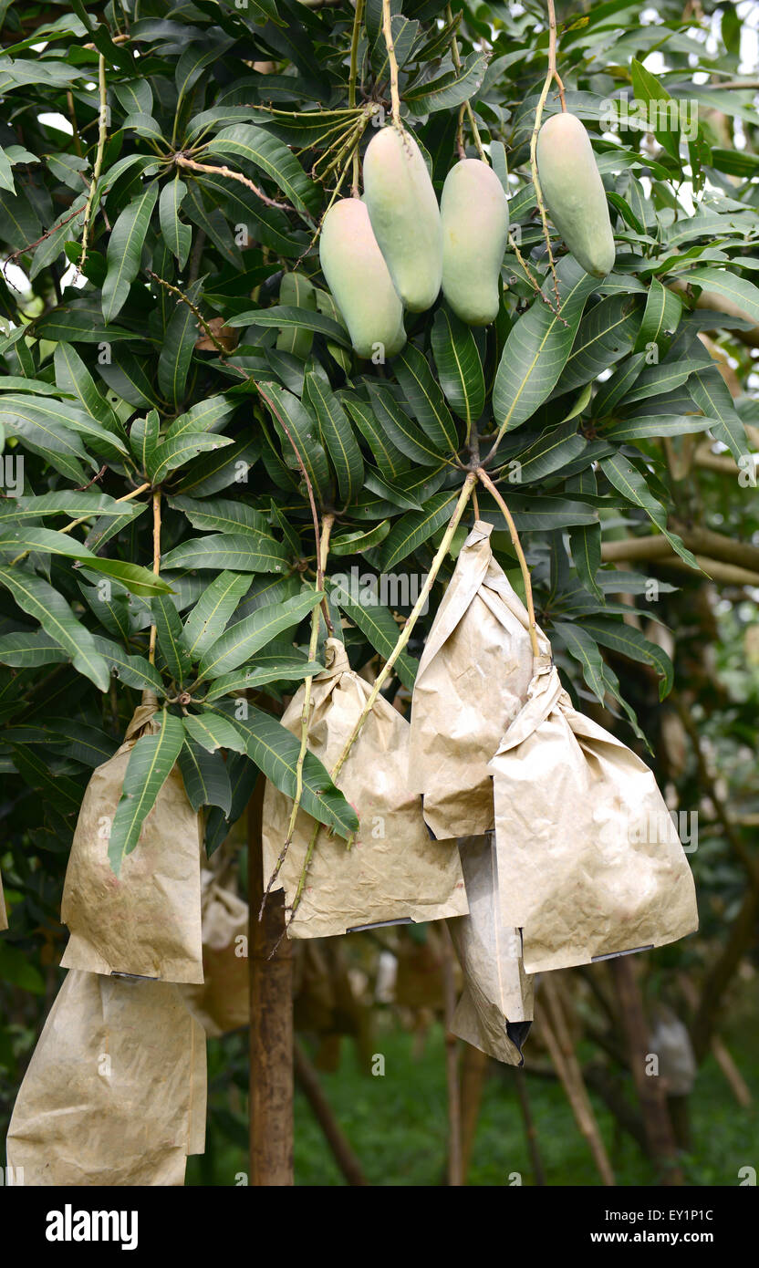 Mango fresco su albero nel frutteto Foto Stock