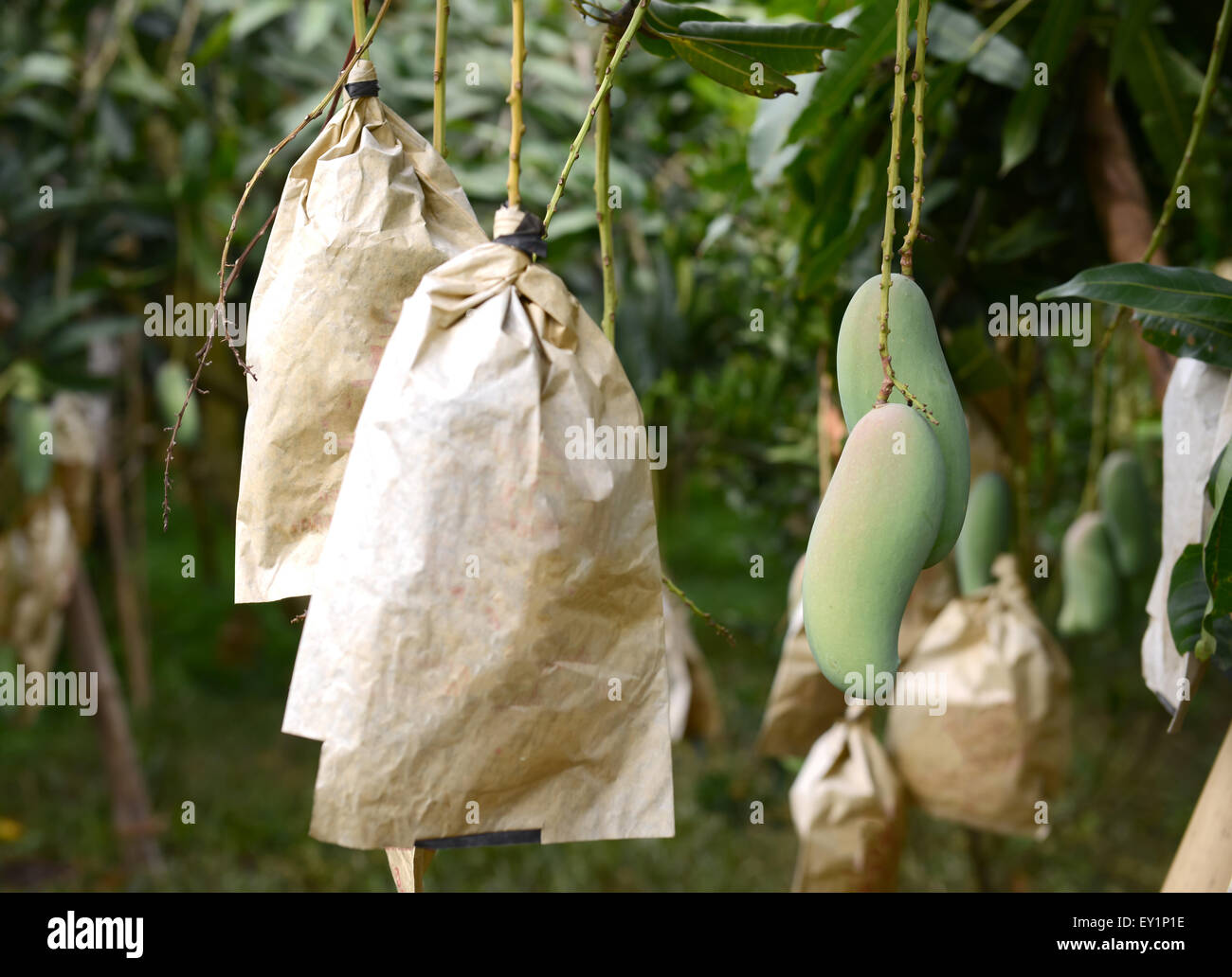 Mango fresco su albero nel frutteto Foto Stock
