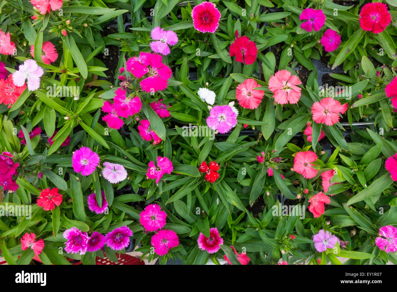 Dianthus Marchese Hardy rosa fiori misti in un garden center per la vendita pronto per la semina primaverile Foto Stock