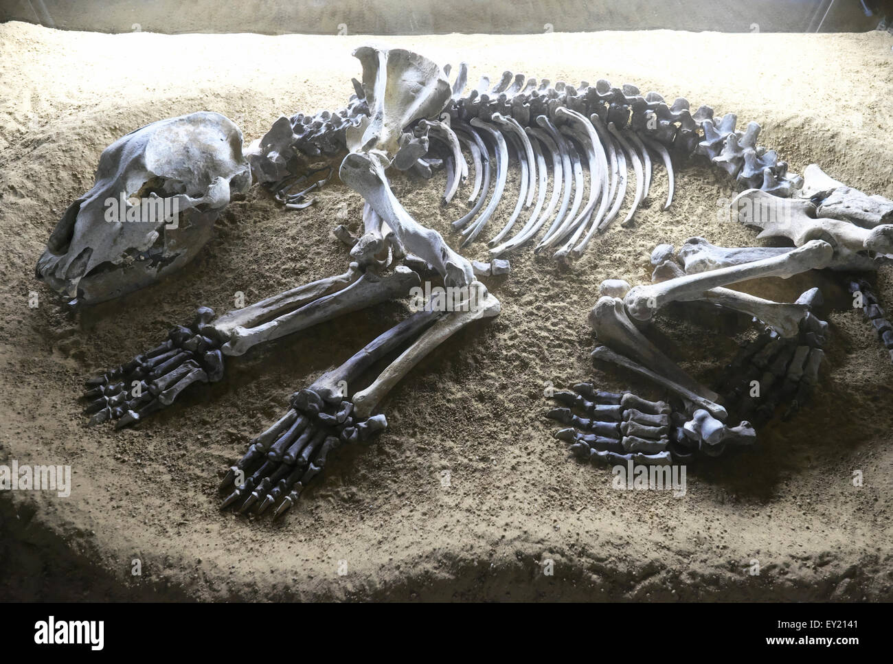 Orso delle Caverne scheletro, Sophienhöhle, Svizzera della Franconia, Baviera, Germania Foto Stock