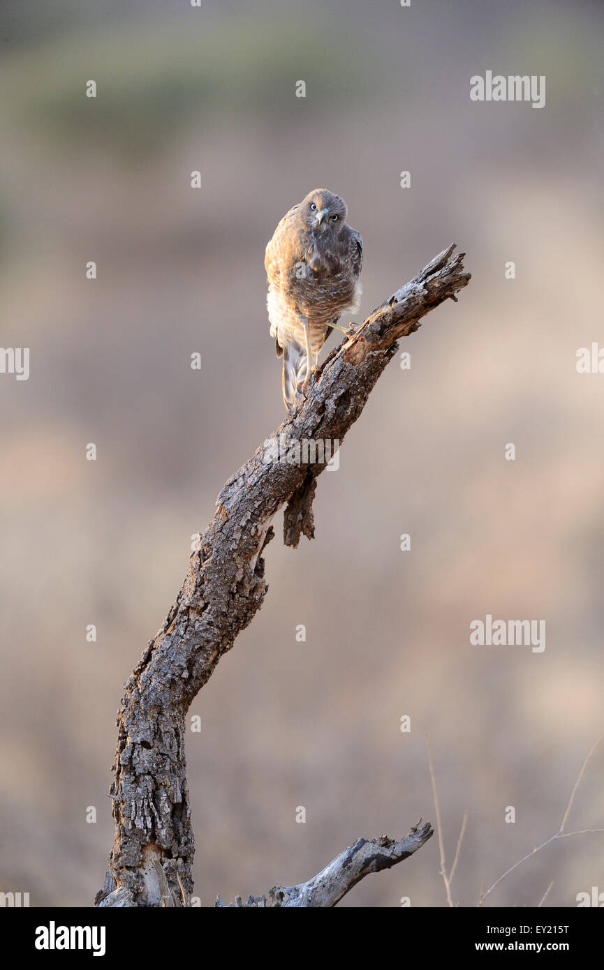 Gabar Astore (Mcronius gabar), giovane uccello appollaiato sul ceppo di albero, Samburu riserva nazionale, Kenya Foto Stock