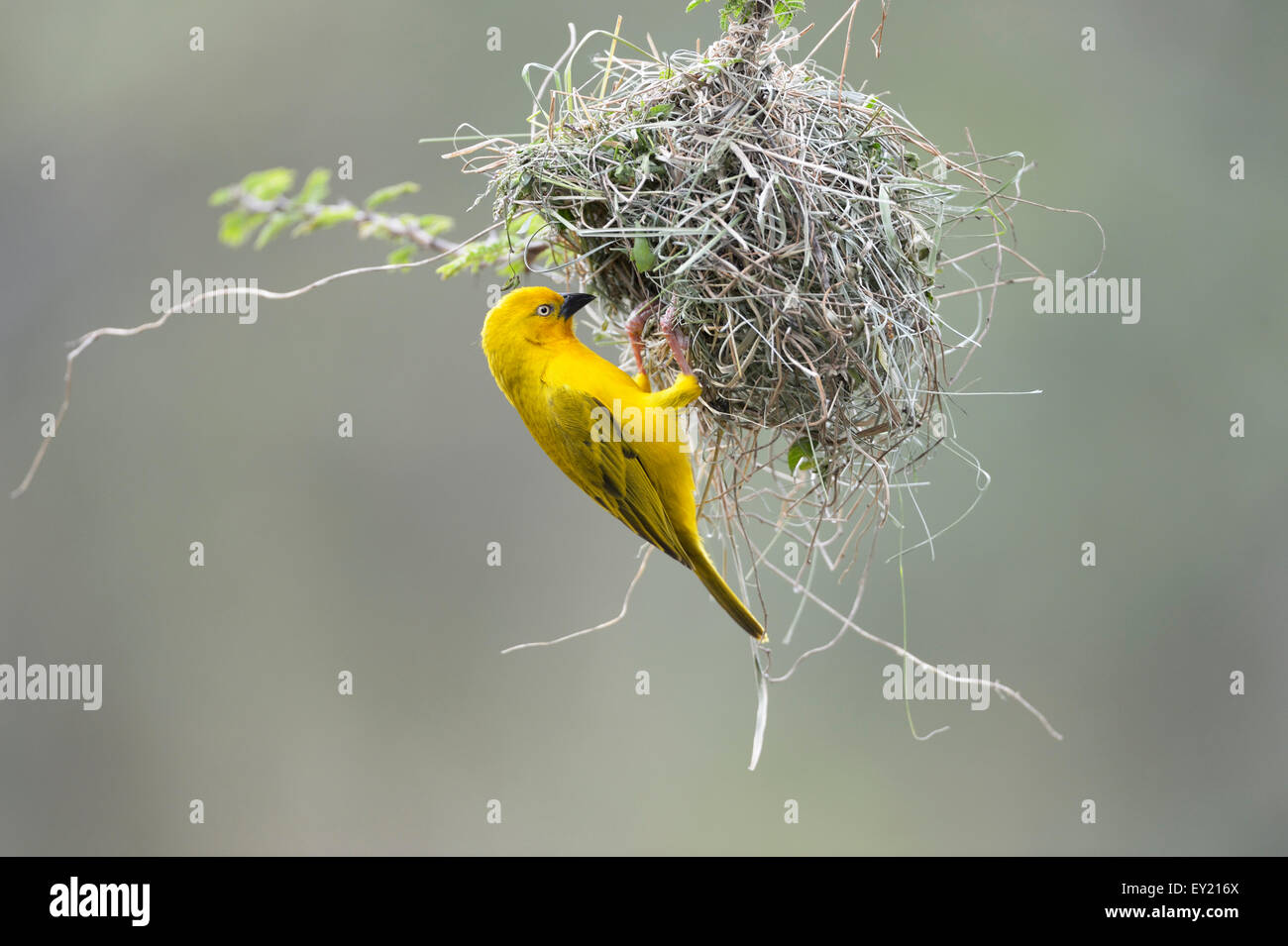 Holub Golden Weaver (Ploceus xanthops) presso il nido, il Masai Mara riserva nazionale, Kenya Foto Stock