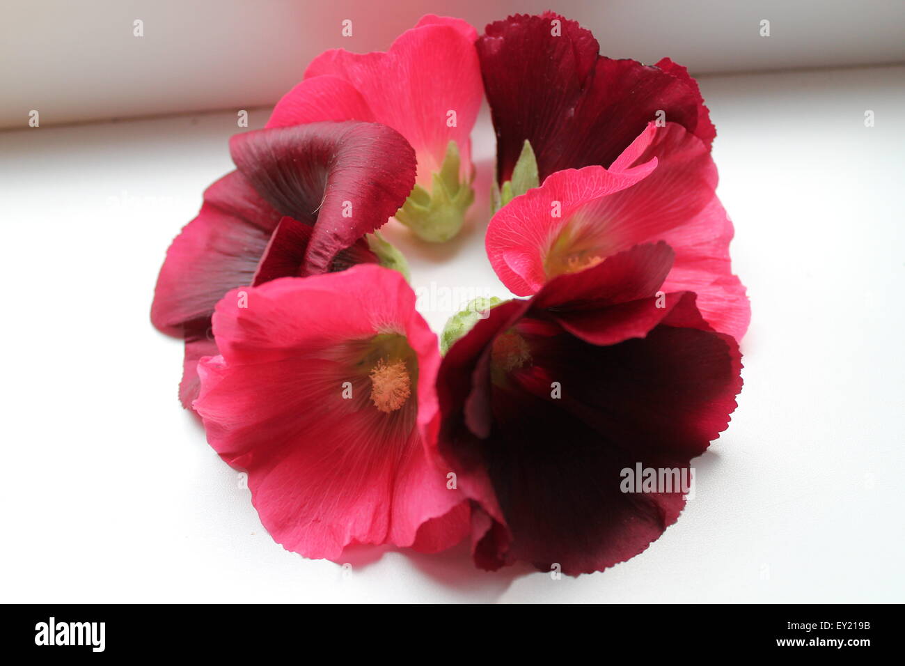 Bella rosa e viola fiore fiori di malva in corona Foto Stock