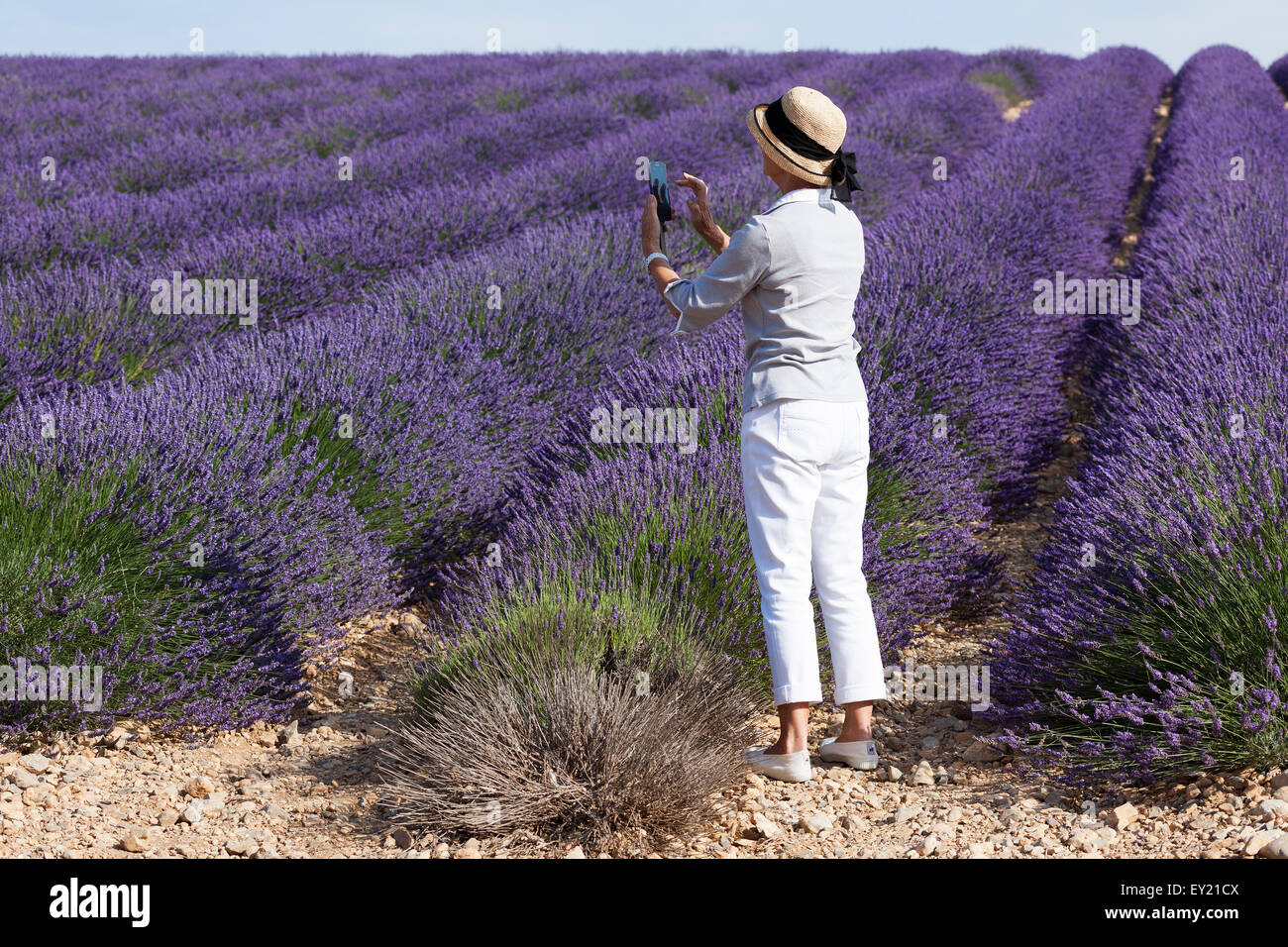 Una signora tourist immortalando una vista eccezionale: il giugno piena fioritura di un ibrido campo di lavanda in Provenza (Francia). Foto Stock