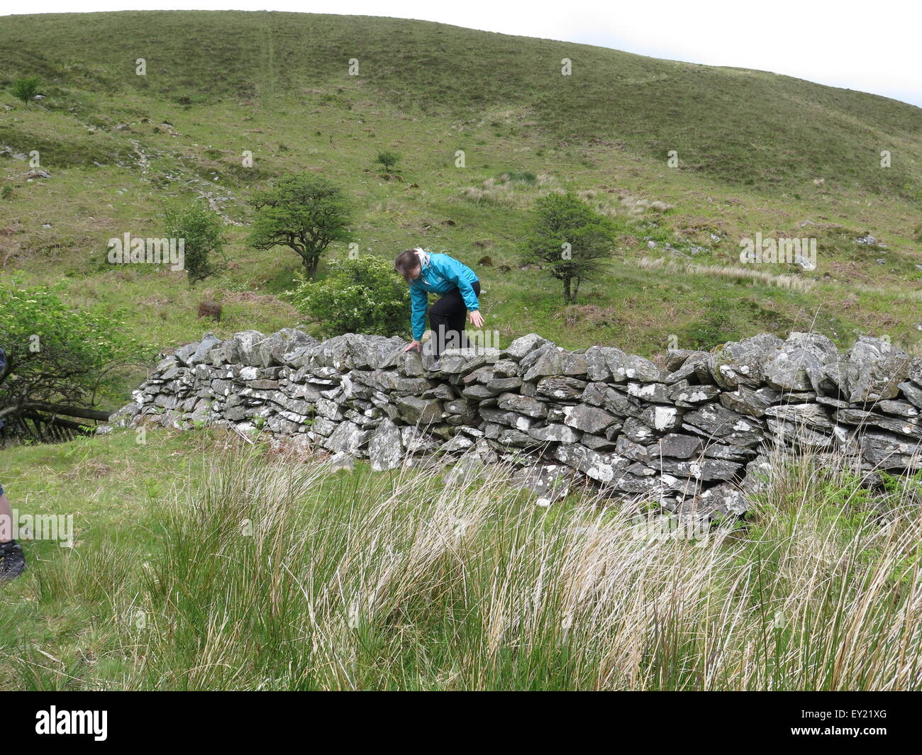 Escursionista climbing dry-muro di pietra, Exmoor. Foto Stock