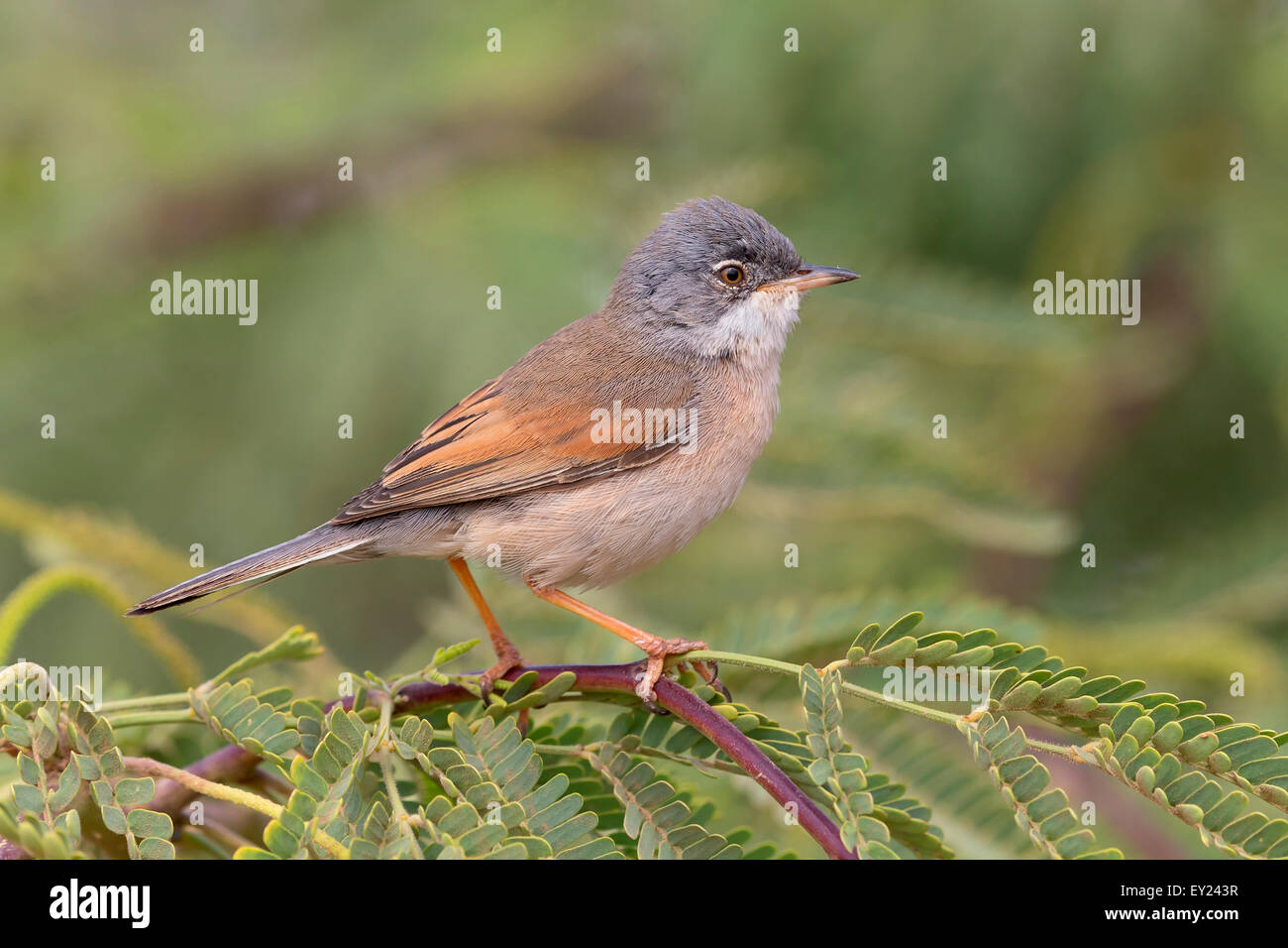 Spectacled trillo, adulti, maschi, Santiago, Capo Verde (Sylvia conspicillata orbitalis) Foto Stock