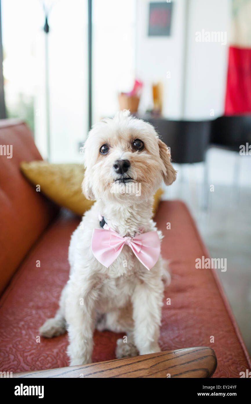 Ritratto di cute cane indossando fiocco rosa seduto sul divano di casa Foto Stock