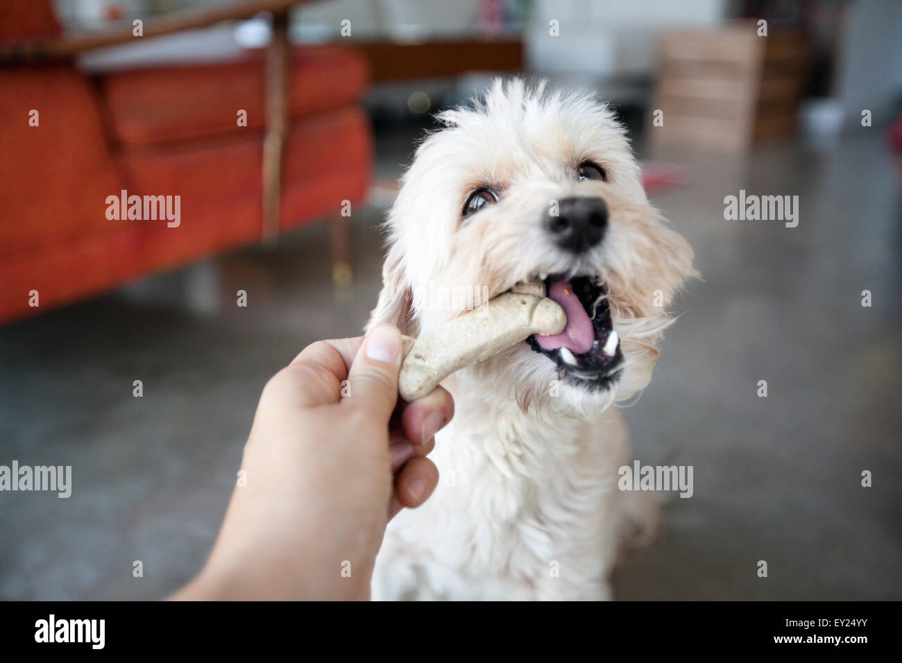 Mano di giovane donna cane di alimentazione un biscotto in salotto Foto Stock