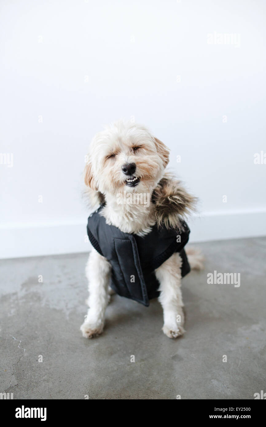 Ritratto di cute cane sorridente indossa impermeabile di rivestimento di cane Foto Stock