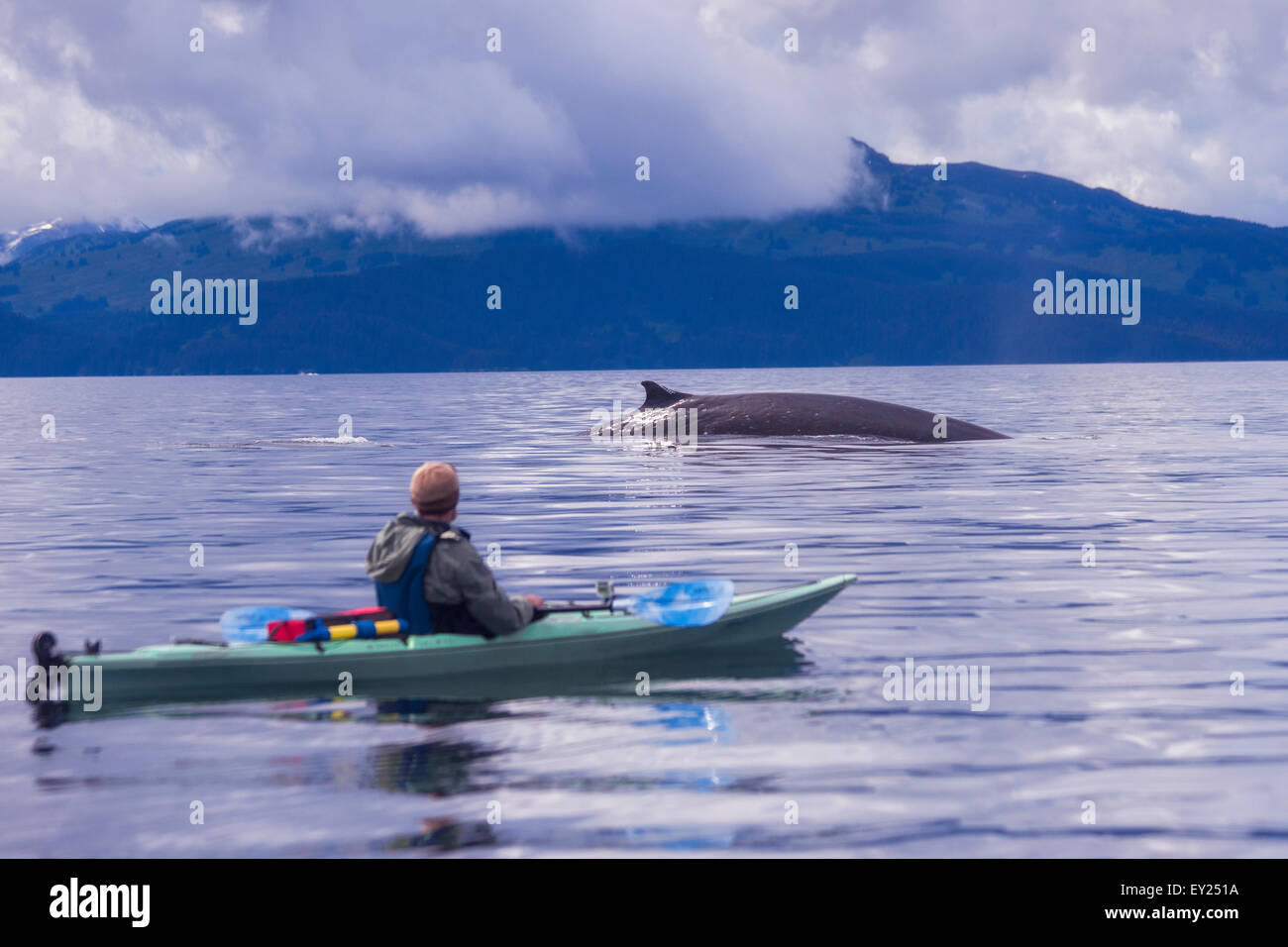 Maschio kayaker sul mare guardando la balenottera comune, Kodiak, Alaska, STATI UNITI D'AMERICA Foto Stock