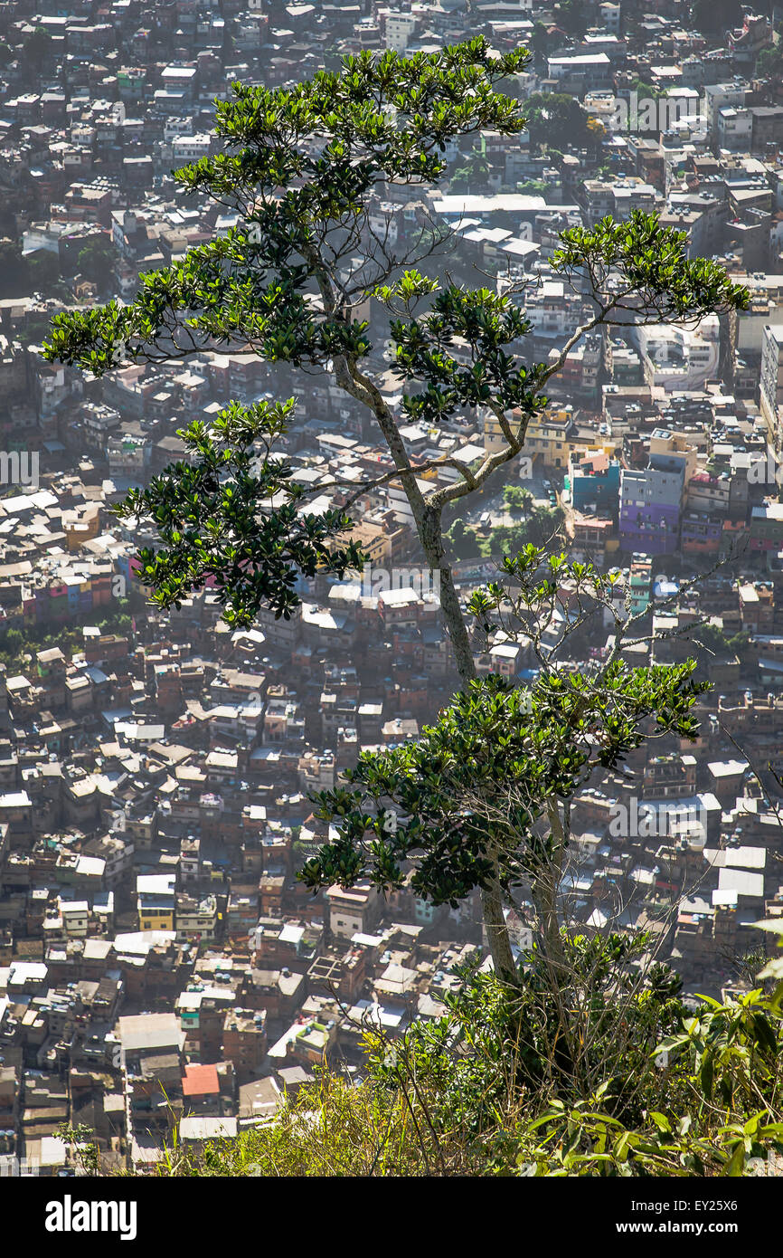 Vista aerea di albero e affollata favela, Rio de Janeiro, Brasile Foto Stock