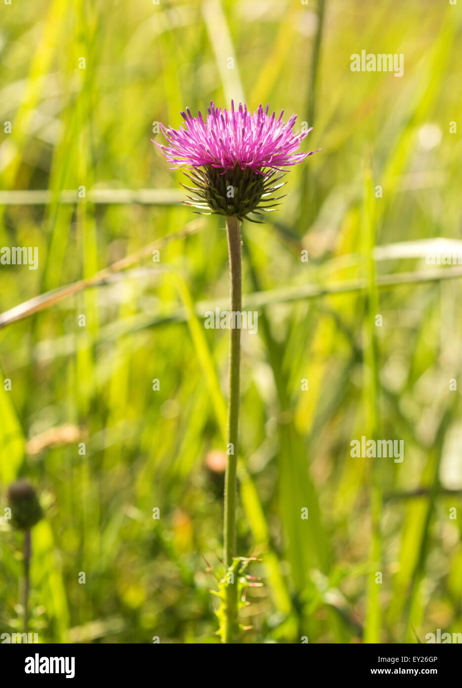 Cardo mariano in un prato verde blur Foto Stock