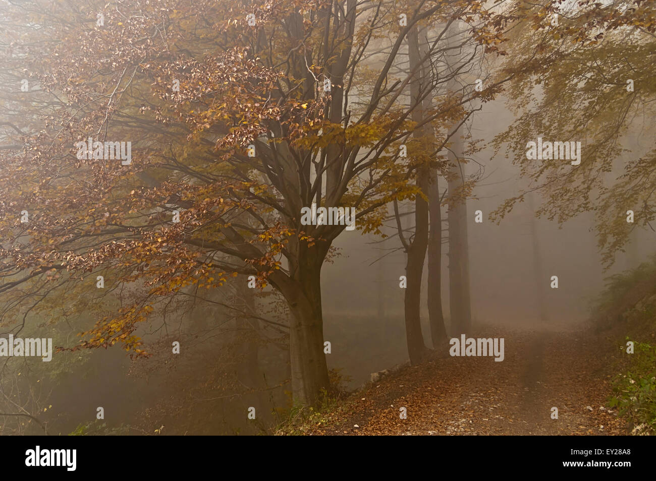 Sentiero nel bosco nella nebbia immagini e fotografie stock ad alta ...