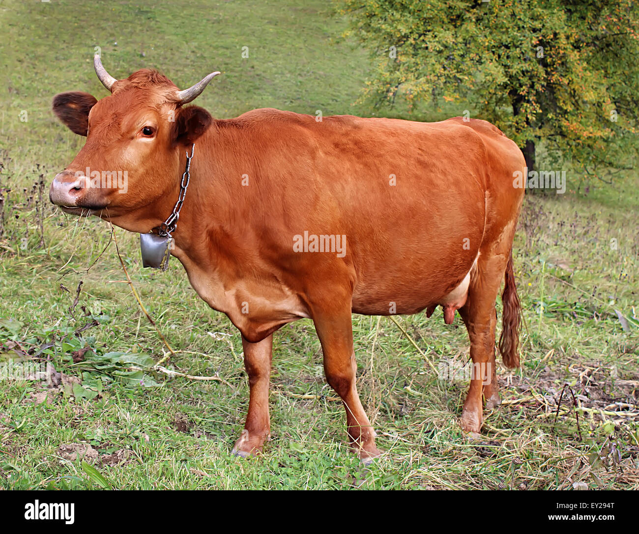 Mucca nel prato, composizione della natura Foto Stock