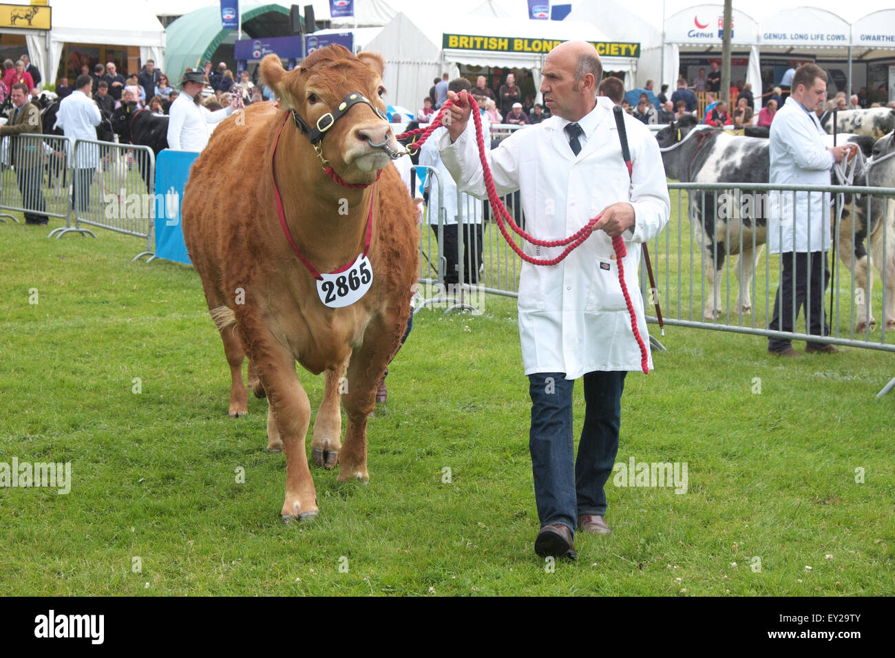 Royal Welsh Show, POWYS, GALLES, UK Luglio 2015.A British Limousin bovini bull essendo portato da un agricoltore durante la mostra nella mostra arena. L'evento attrae oltre 7.500 voci di bestiame. Foto Stock