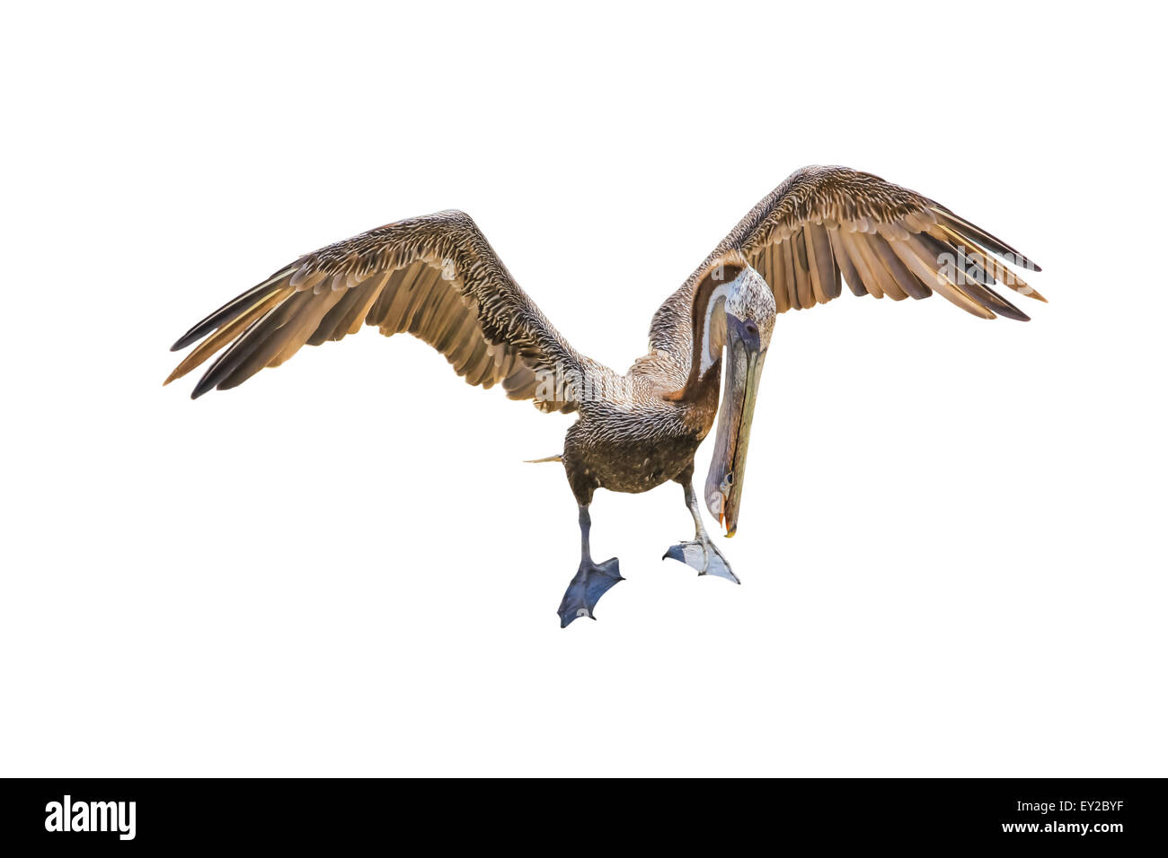 Brown Pelican Foto Stock
