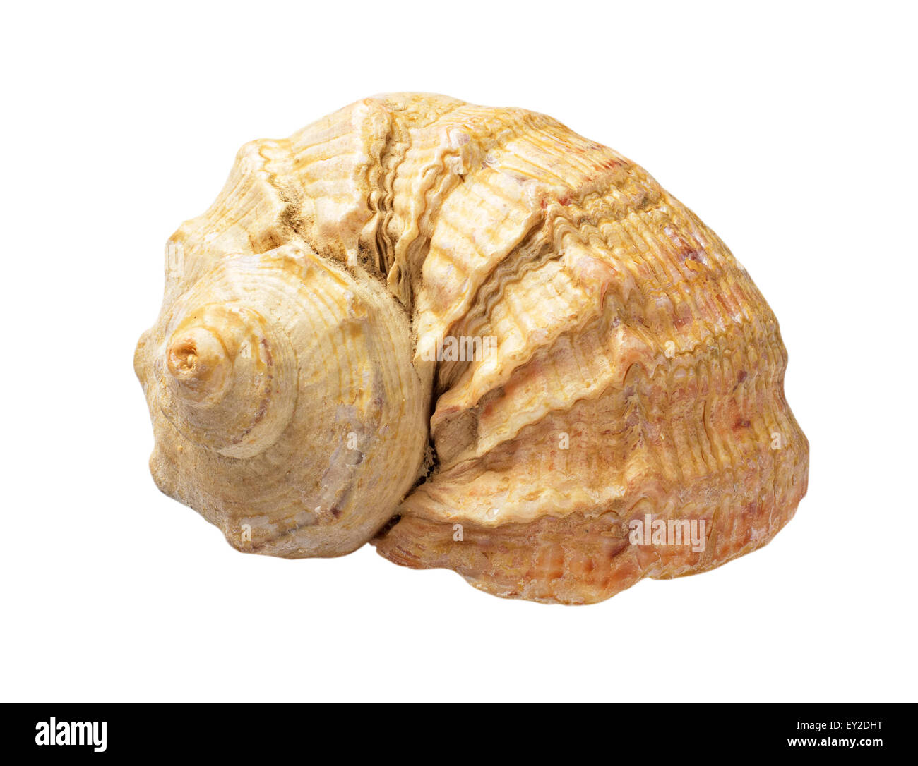 Mare shell isolata su sfondo bianco Foto Stock