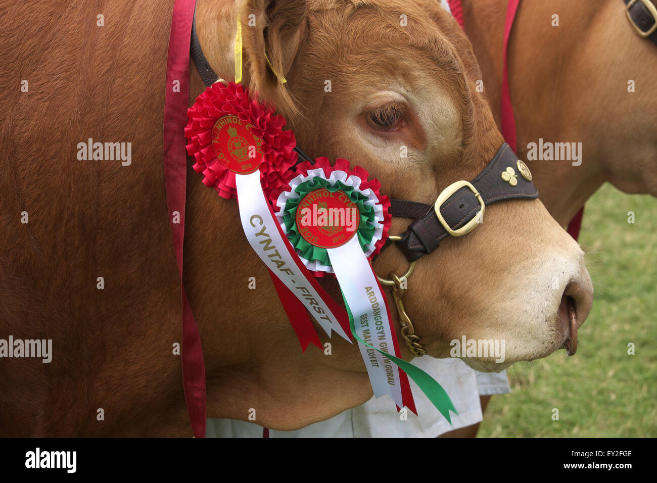 Royal Welsh Show, Wales UK Luglio, 2015. Primo premio rosette per britannico maschio Limousin bull con rosette in mostra indicano arena. L'evento attrae oltre 7.500 voci di bestiame. Foto Stock