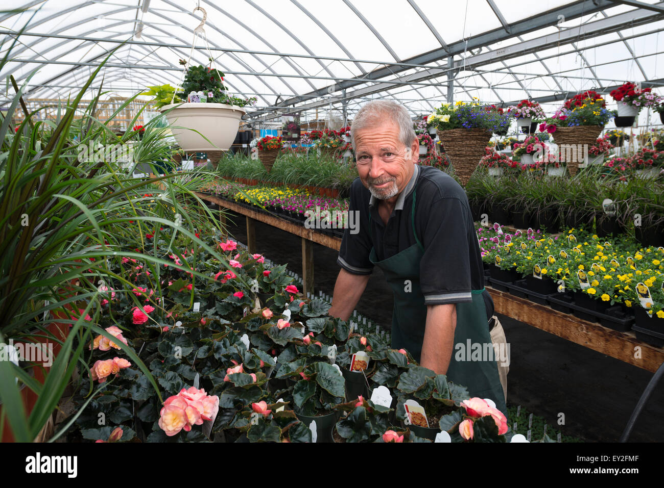 Un uomo in piedi in una serra con ripiani di piante. Foto Stock