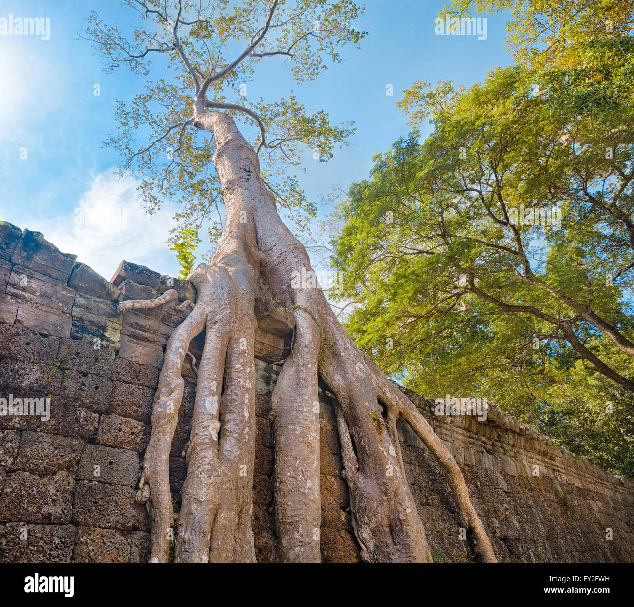 Preah Khan Temple antiche radici di albero, Angkor Foto Stock