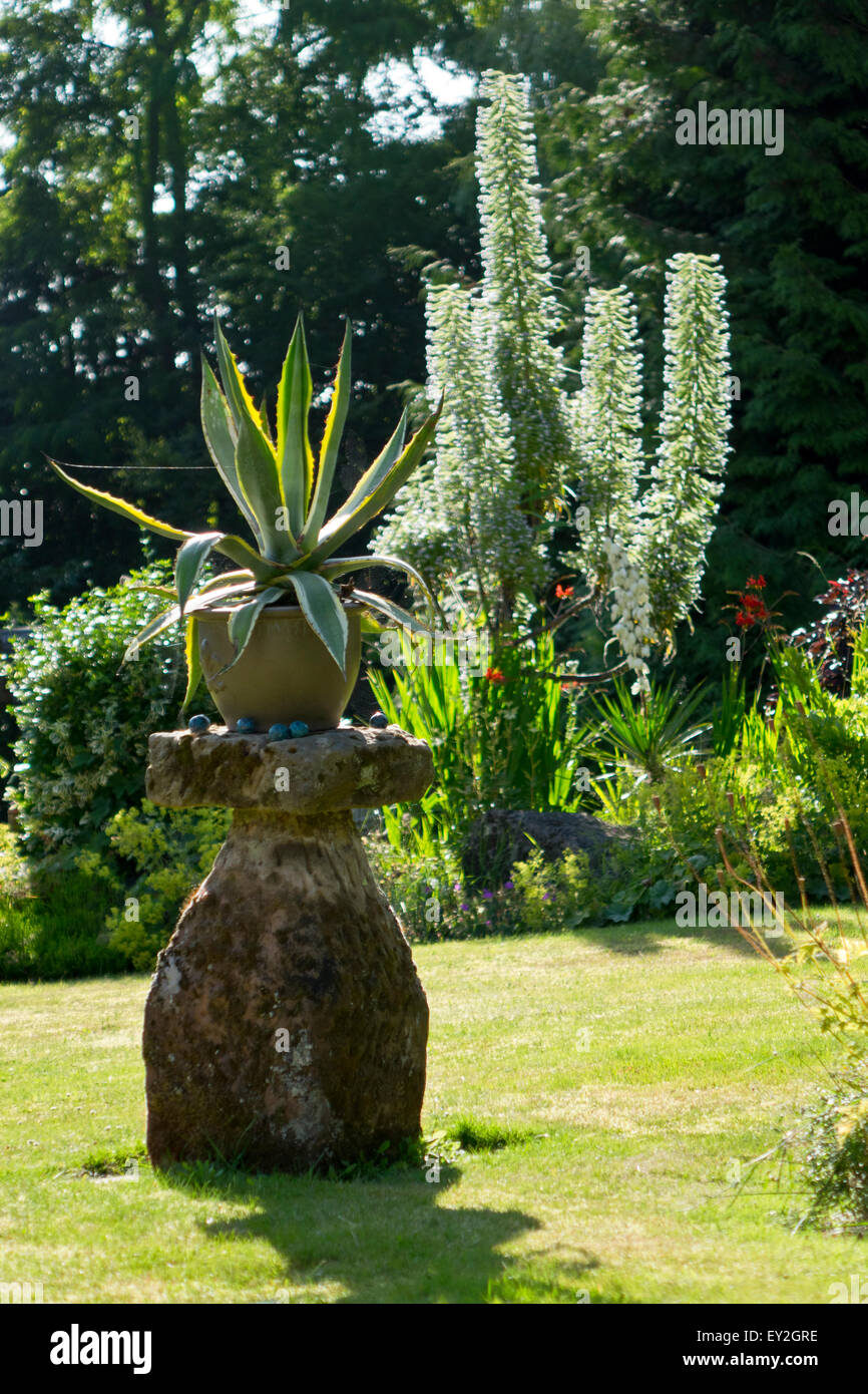 Aloe Vera caratteristica pianta in giardino Foto stock - Alamy
