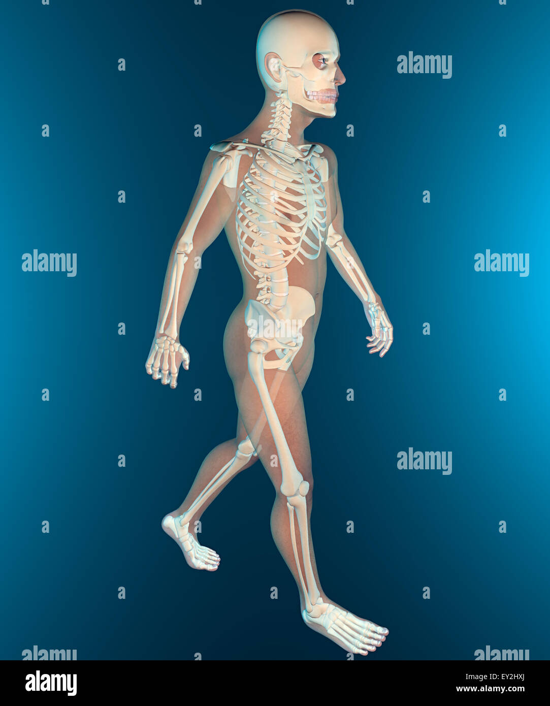 X ray del corpo umano e lo scheletro Foto Stock