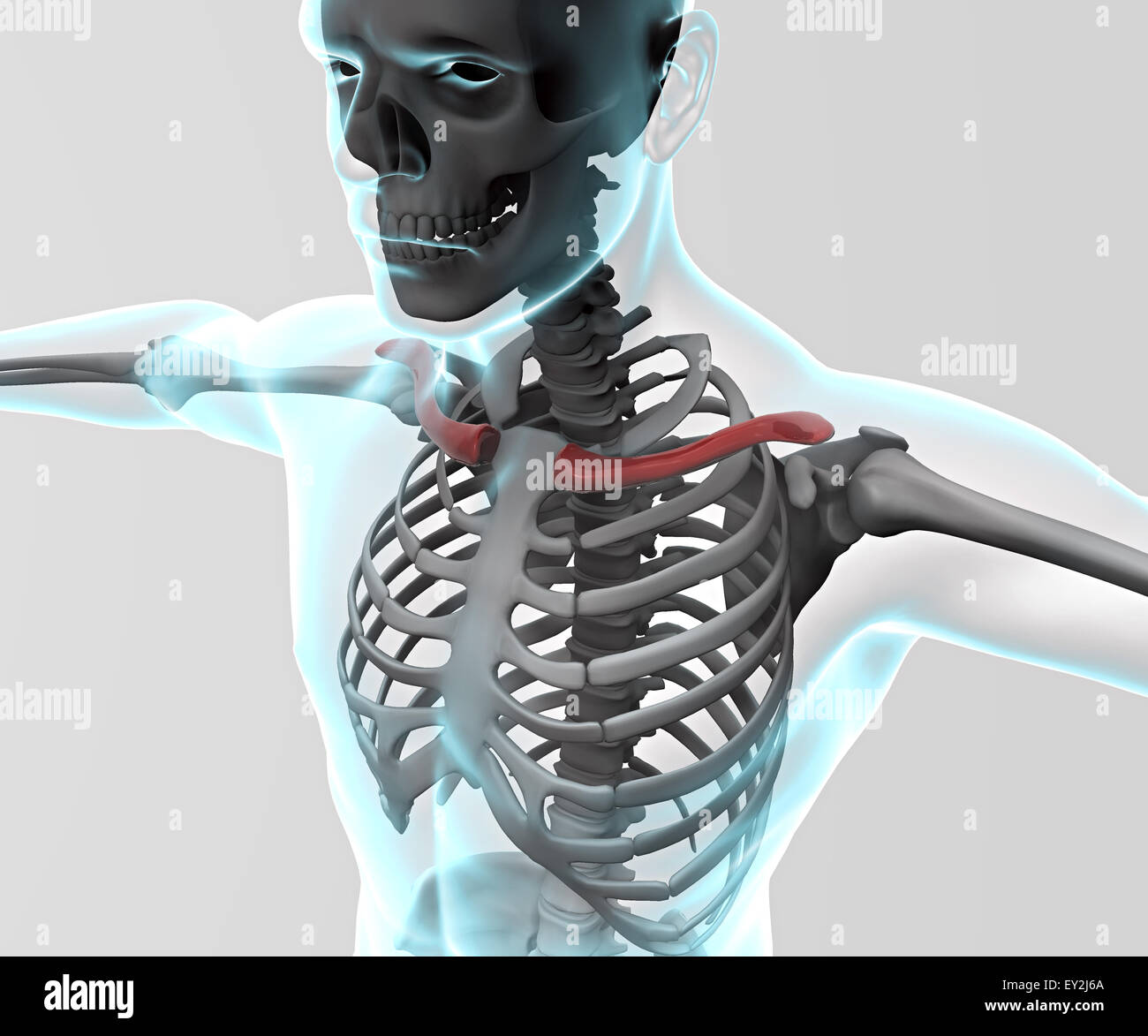 3D X ray del corpo umano e lo scheletro Foto Stock