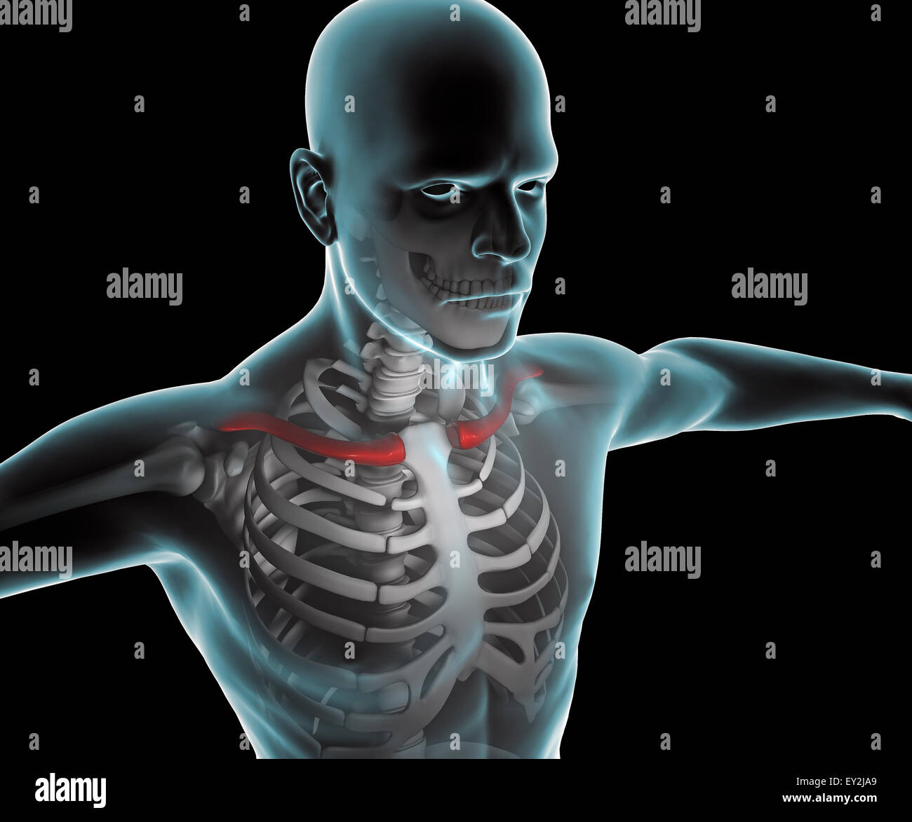 3D X ray del corpo umano e lo scheletro Foto Stock