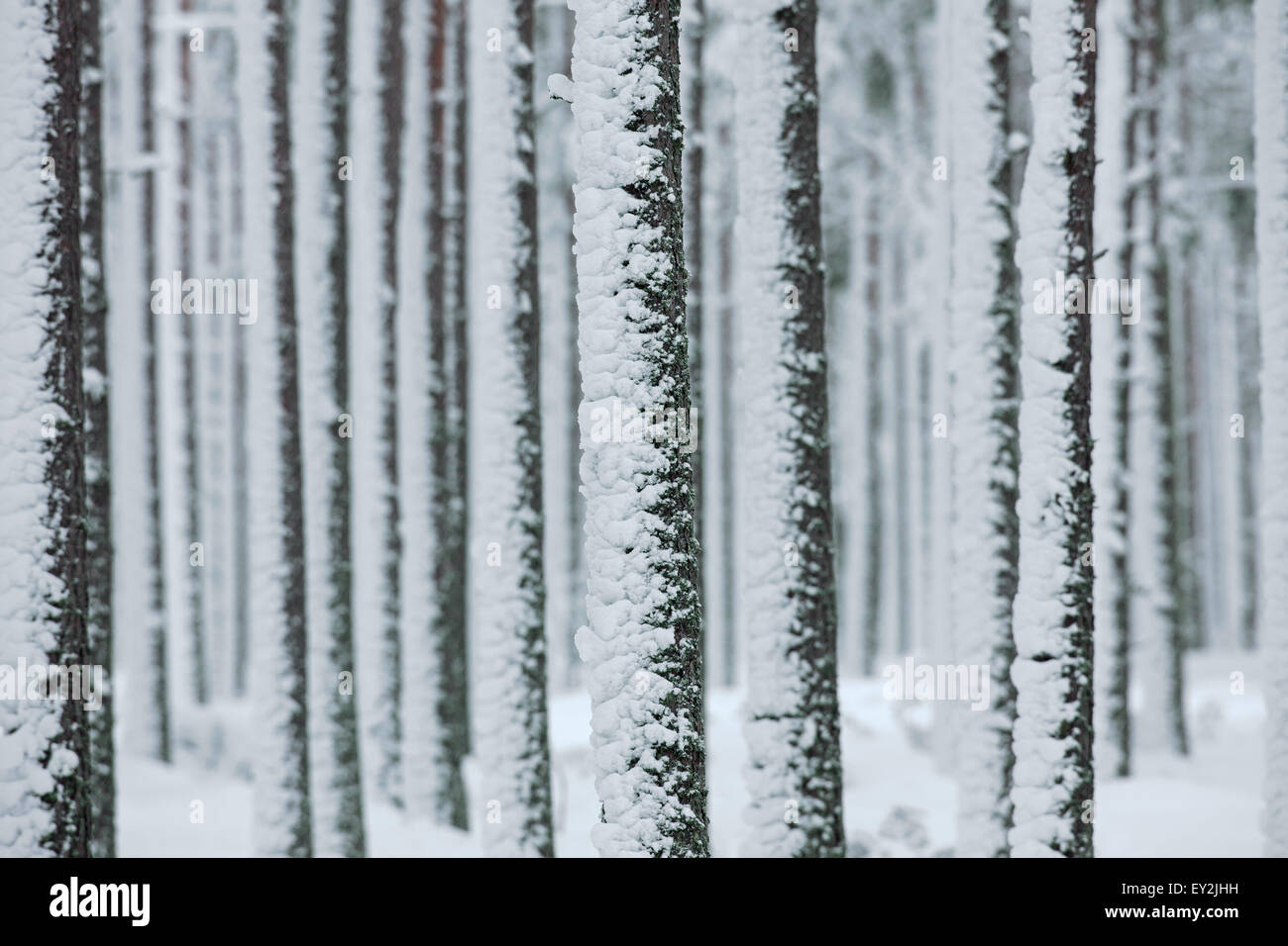 Di pino silvestre (Pinus sylvestris L.) tronchi di alberi nella foresta di conifere coperte di neve in inverno Foto Stock