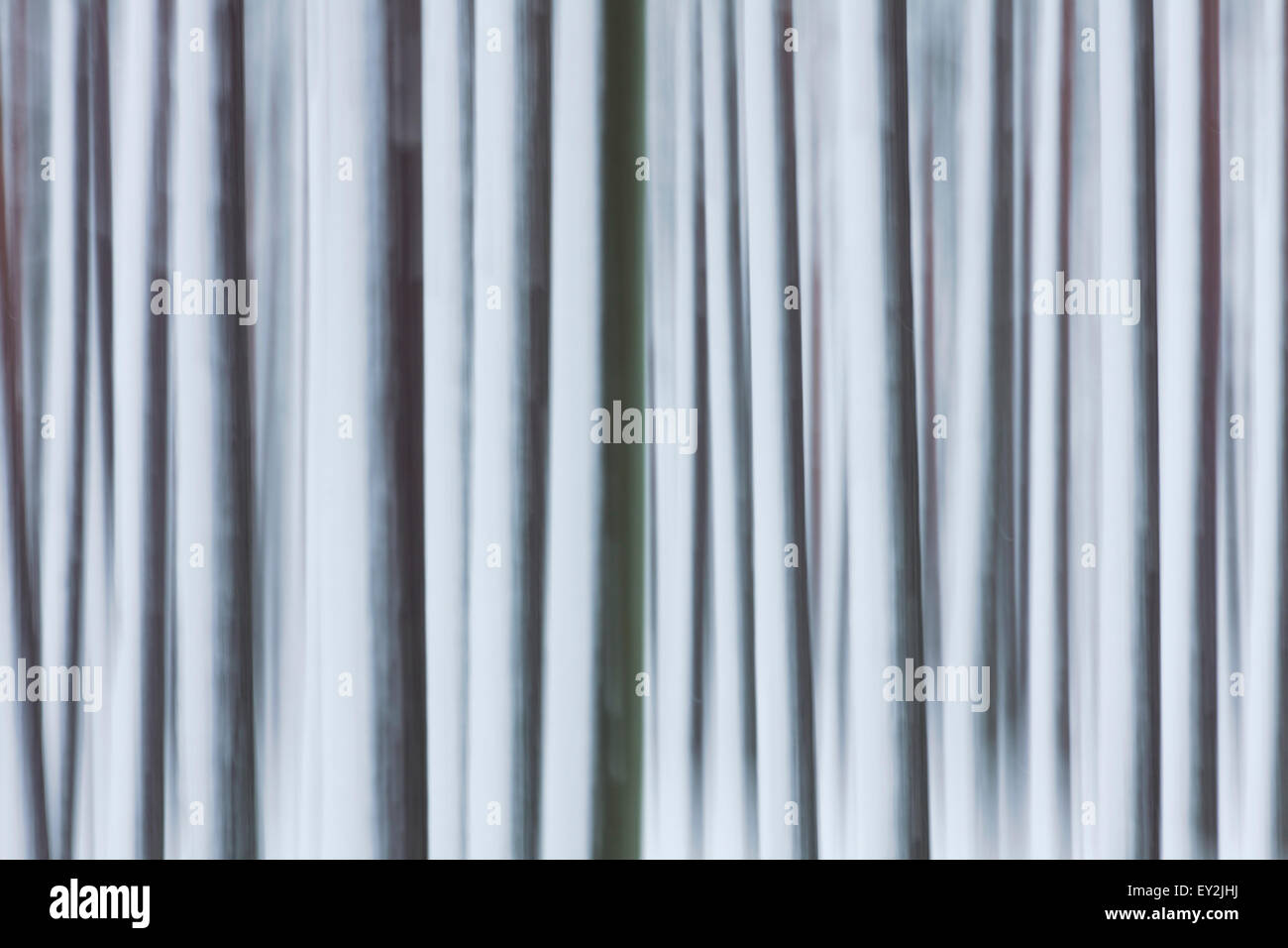 Immagine astratta di movimento sfocati tronchi di alberi coperti di neve in inverno Foto Stock