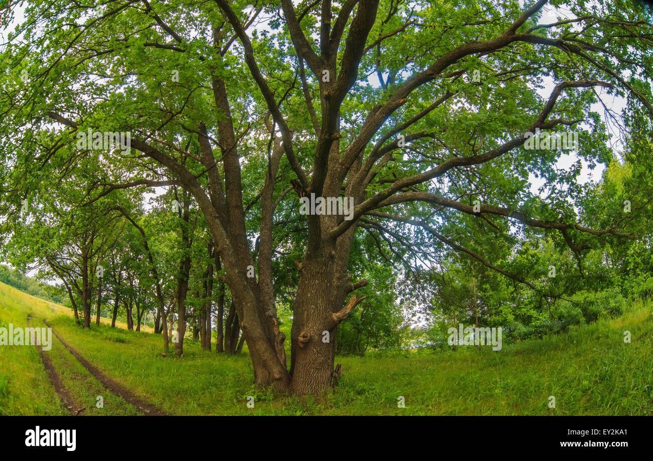 Green vecchia quercia estate sfondo del paesaggio Foto Stock