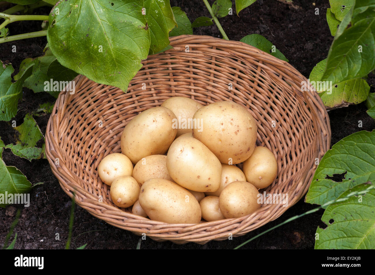 Cesto di Casablanca di patate novelle Patate con piante che crescono nella veg plot. Foto Stock